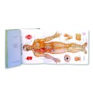 Acupuncture Book Charts (BC102)