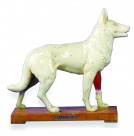 Dog Acupuncture Model on Wooden Stand (HM31)
