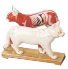 Cat Acupuncture Model on Wooden Stand (HM33)