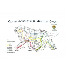 Canine Acupressure Meridian Chart