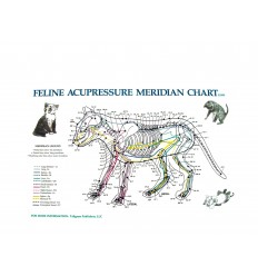 Feline Acupressure Meridian Chart (BC137)