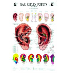 Ear Reflex Chart by Terry Oleson (BC105)
