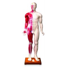 Large Human Model (HM20)