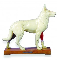 Dog Acupuncture Model on Wooden Stand (HM31)