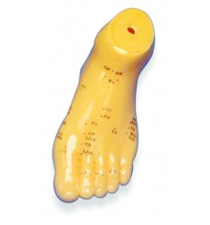 Foot Model (HS75)