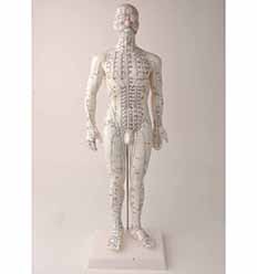 Acupuncture Meridian Point 46cm Male Model (HM01)