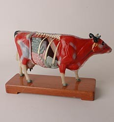 Cow Acupuncture Model on Wooden Stand (HM32)