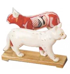 Cat Acupuncture Model on Wooden Stand (HM33)