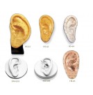 Ear Models